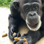 MonkeyChow