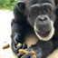 MonkeyChow