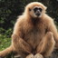 Le Gibbon