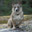 Swedish Vallhund