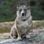 Swedish Vallhund