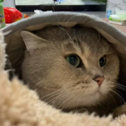 未曾去过倒悬山