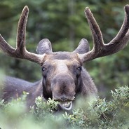 The Polite Moose