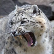 チーズユキヒョウ