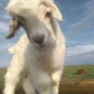 醒了不起的盖茨比