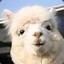 [KOR] Alpaca