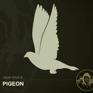 Pigeon
