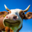 COW (VACA para os íntimos)