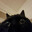 dcat