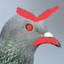 angry_pigeon