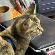 成都市花无情理难容