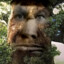 old tree