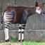 okapi004