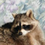 Raccoon Trash