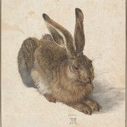 hare