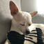 NunuChihuahua
