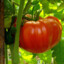 BeefCake Tomato