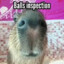HilariousN