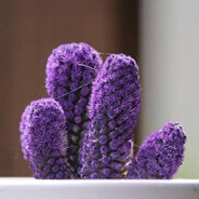 HydrA