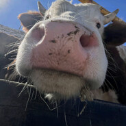 藏进树底的秘密