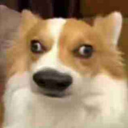 大狗嚼俱乐部布鲁斯1号