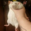 RatPuncher