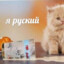 дикий дарабоз пан