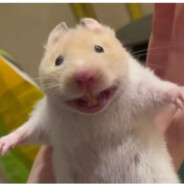 我要当卡拉彼丘高手