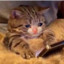no_celine