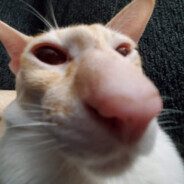 meyio_avatar