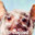 Bat
