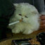 Smoke nd Meow