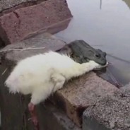 求求你们做个人。