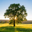 PlantTrees