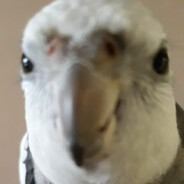 ABOODIBO