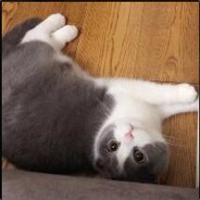 世界第一可爱fafa