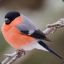 Bullfinch