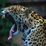 Raging_Ray on Twitch