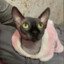 MrKat