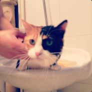 猫小四