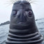 Unamused seal