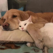 啊鸽妮瑞非藕斯。