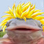 Ecks