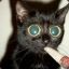 stoned cat | kickback.com