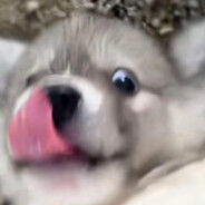 侽佣