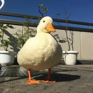 华华花花花花华