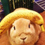 bunny