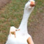 Cool Goose