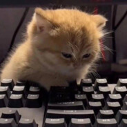 DUST=TROLL - steam id 76561199154970474
