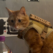 微醺唐州有只猫